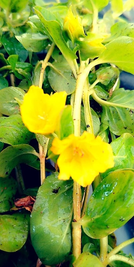 żółte kwiatki tojeści rozesłanej